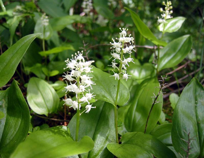 13-lily-of-the-valley