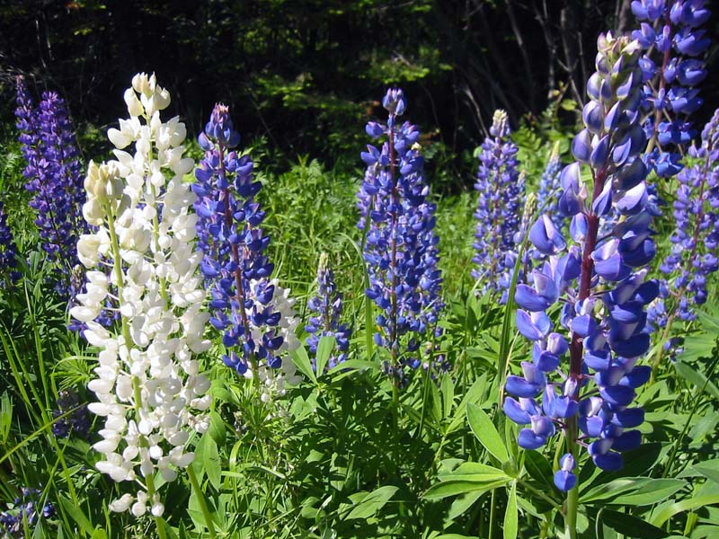 30-roadside-luplines1