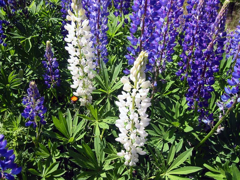 31-roadside-luplines2