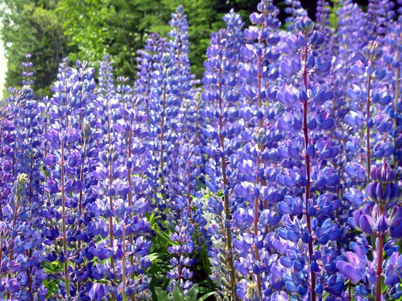 33-roadside-luplines4