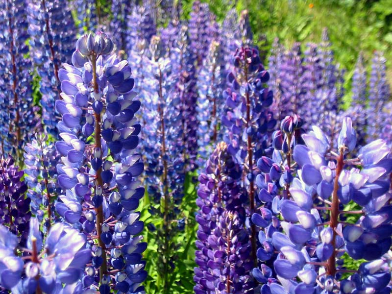 34-roadside-luplines5