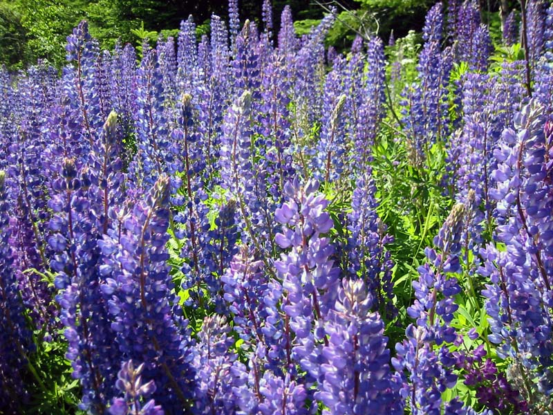 35-roadside-luplines6