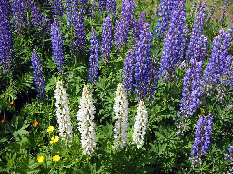 36-roadside-luplines7