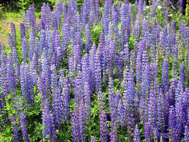 37-roadside-luplines8