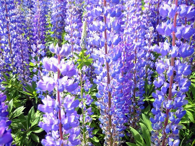 38-roadside-luplines9