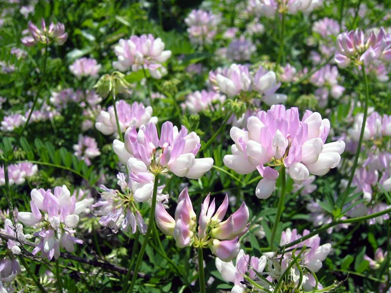 43-trailside-flowers