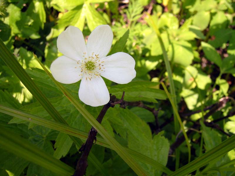 44-trailside-flowers