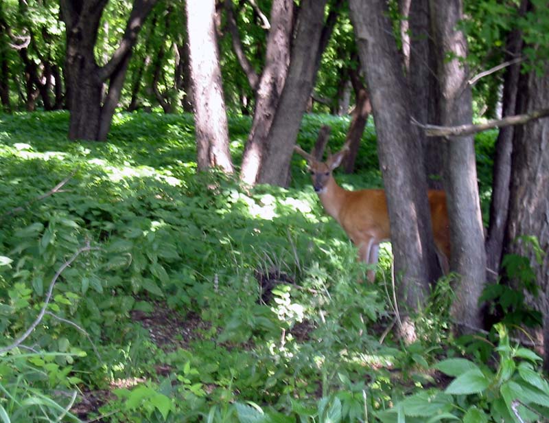 45-trailside-deer