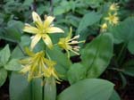 16-yellow-clintonia