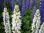 29-lupines-white
