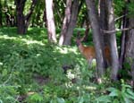 45-trailside-deer