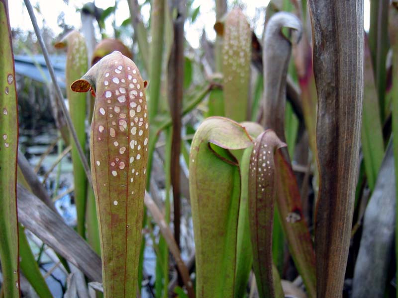 06-pitcher-plant