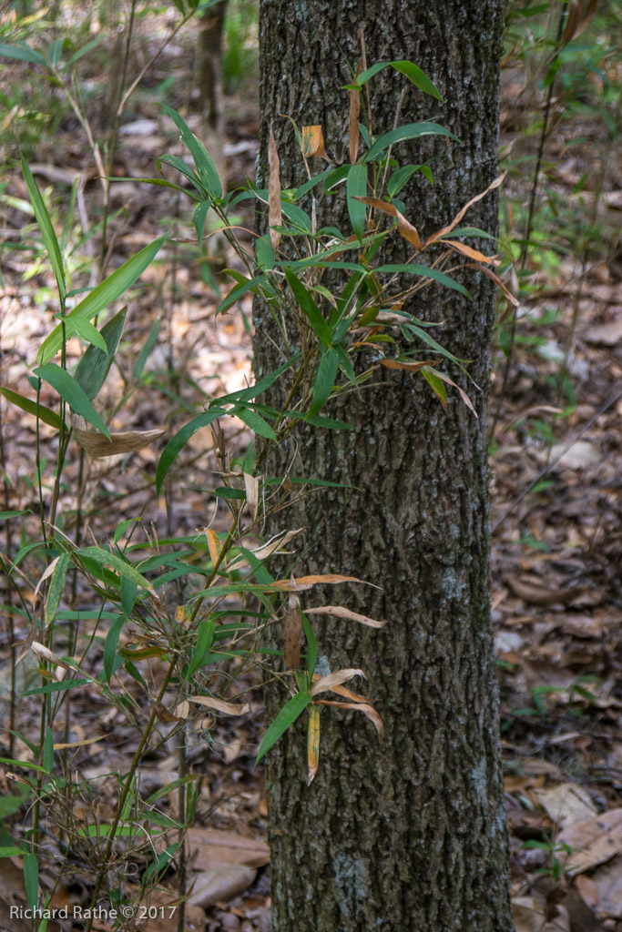 Native Bamboo