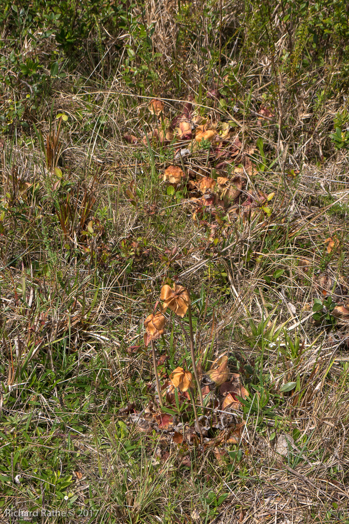 Effects of Spraying and Mowing