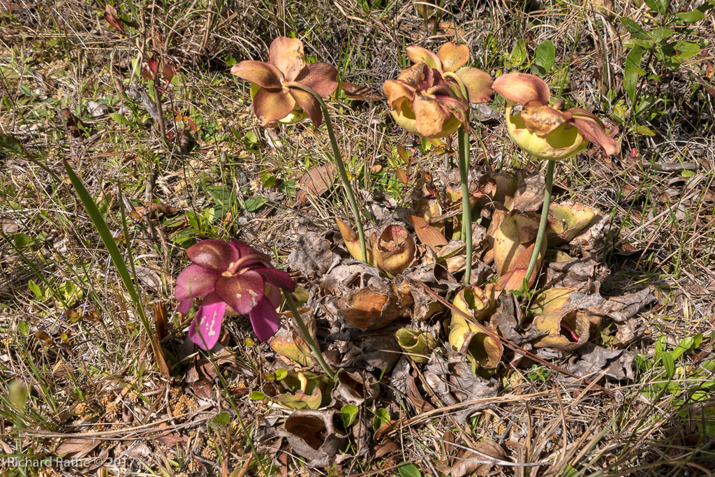 Effects of Spraying and Mowing