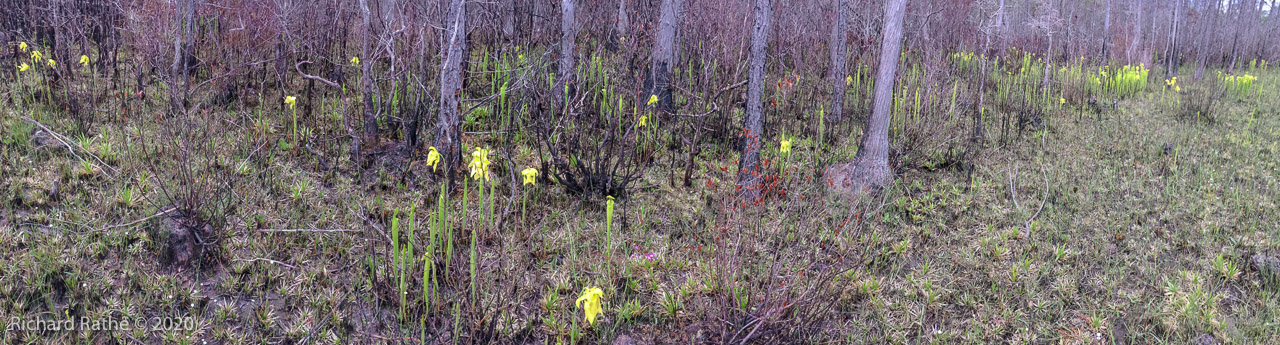 Trumpet-Leaf Pitcher Plant