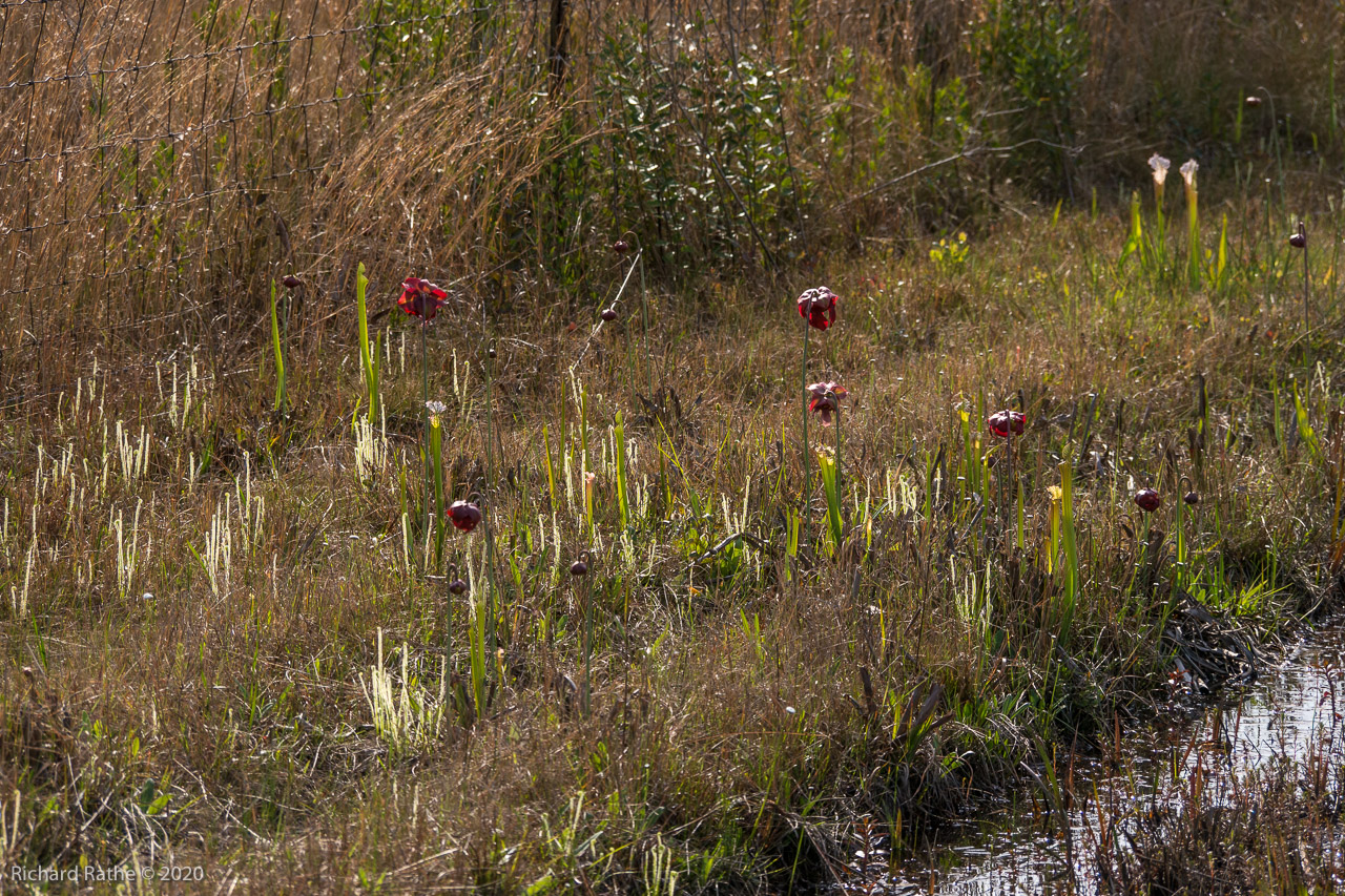 White-Top Pitcher Plant, Threadleaf Sundew