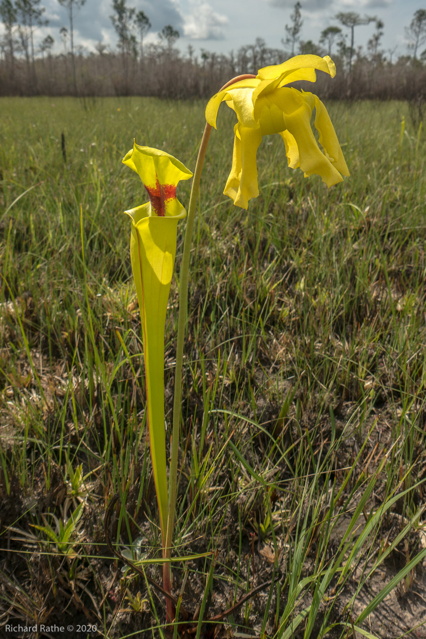 Trumpet-Leaf Pitcher Plant