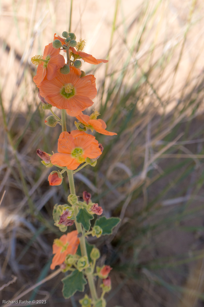 Emory's Globemallow