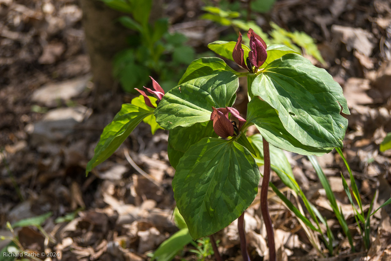 Red Trillium