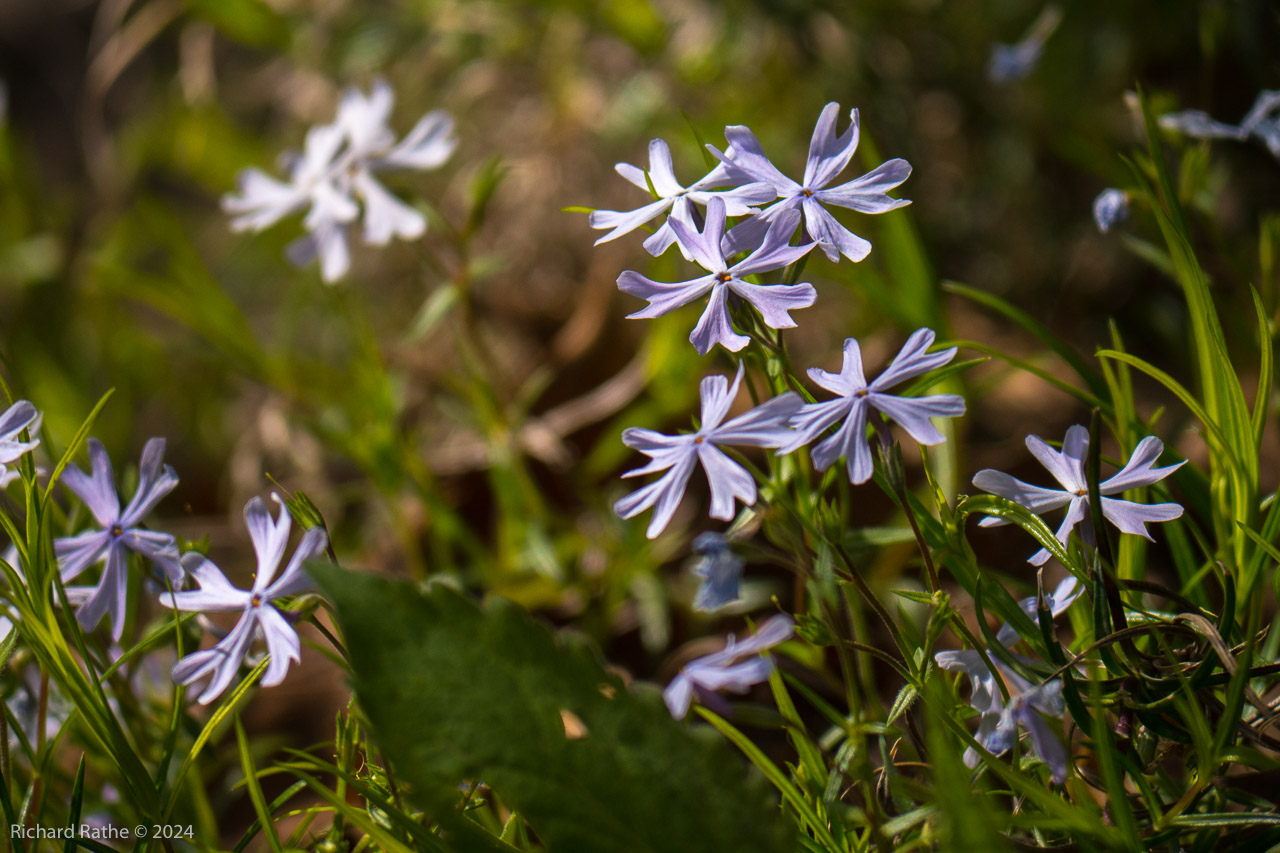 Cleft Phlox
