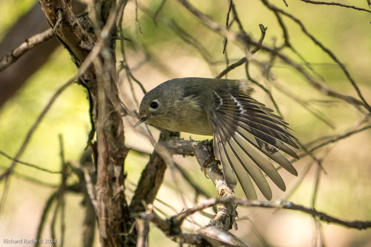 Ruby-Crowned Kinglet