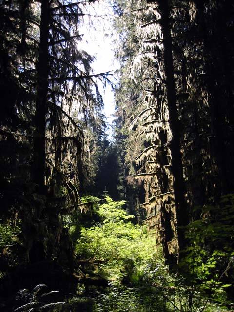 019-hoh-rain-forest1