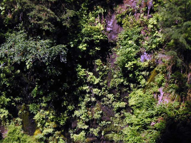 025-sol-duc-river-ferns
