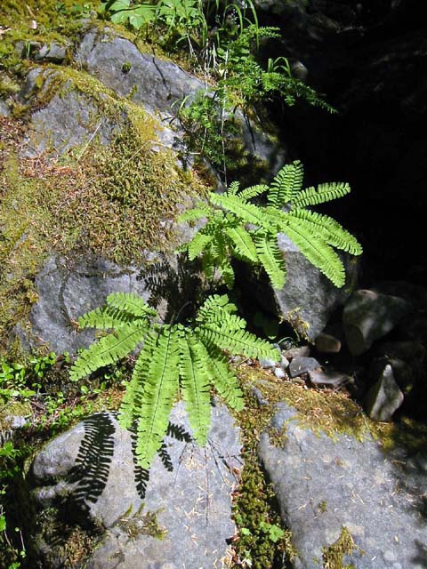 028-maiden-hair-fern1