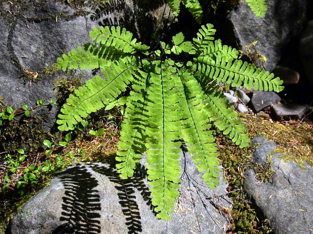 029-maiden-hair-fern2