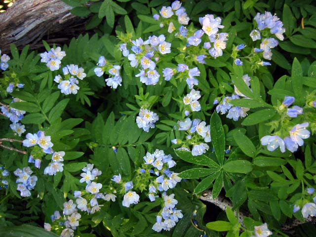 035-deer-park-bluebells