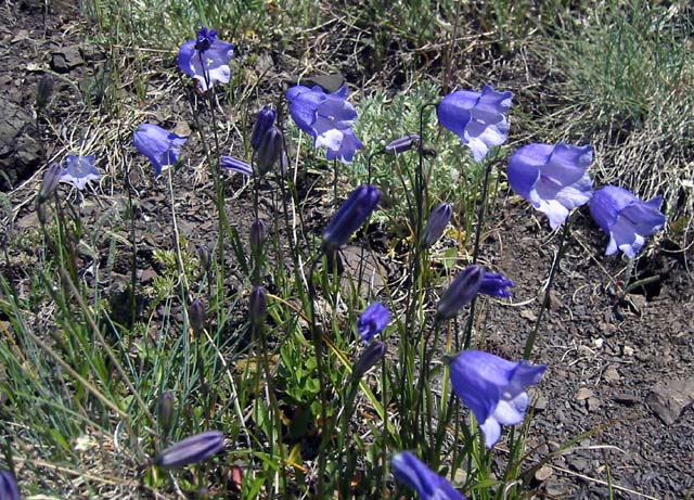 036-deer-park-harebells