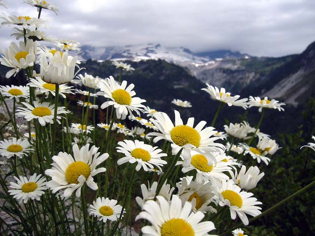 090-rainier-daisies