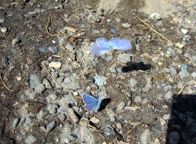 095-rainier-butterflies