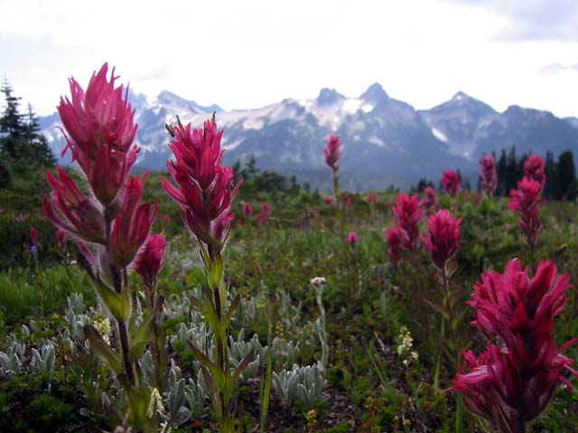 097-rainier-paintbrush