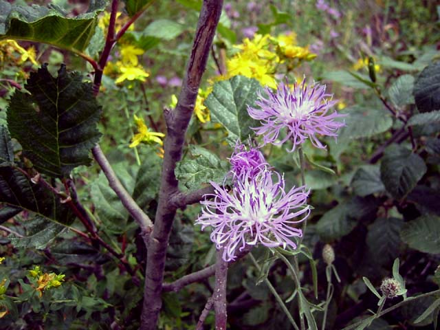 105-roadside-flowers