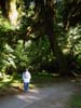 021-hoh-rain-forest3
