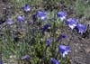 036-deer-park-harebells