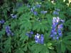 037-deer-park-lupines