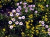 076-glacier-flowers