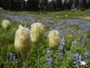 104-rainier-flowers