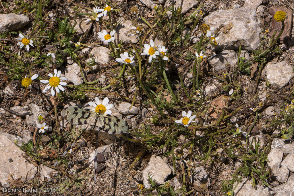 Thread-Winged Lacewing (Nemoptera bipennis) 