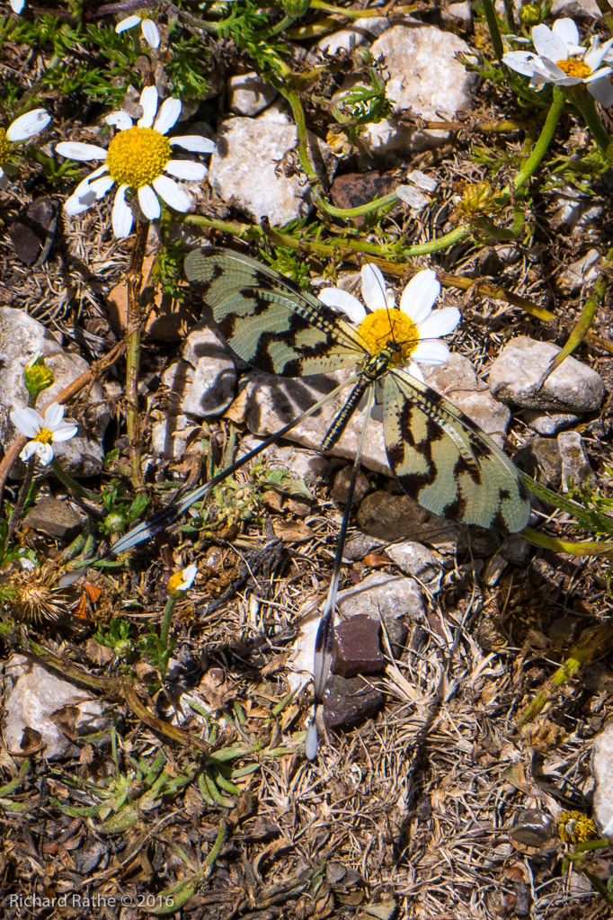 Thread-Winged Lacewing (Nemoptera bipennis) 