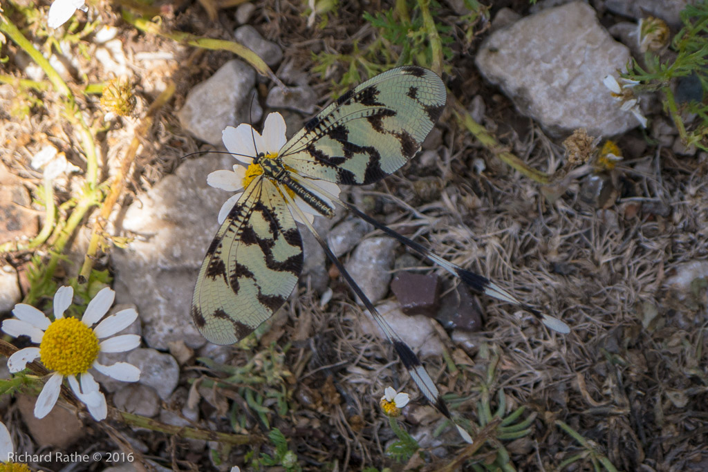 Thread-Winged Lacewing (Nemoptera bipennis) 