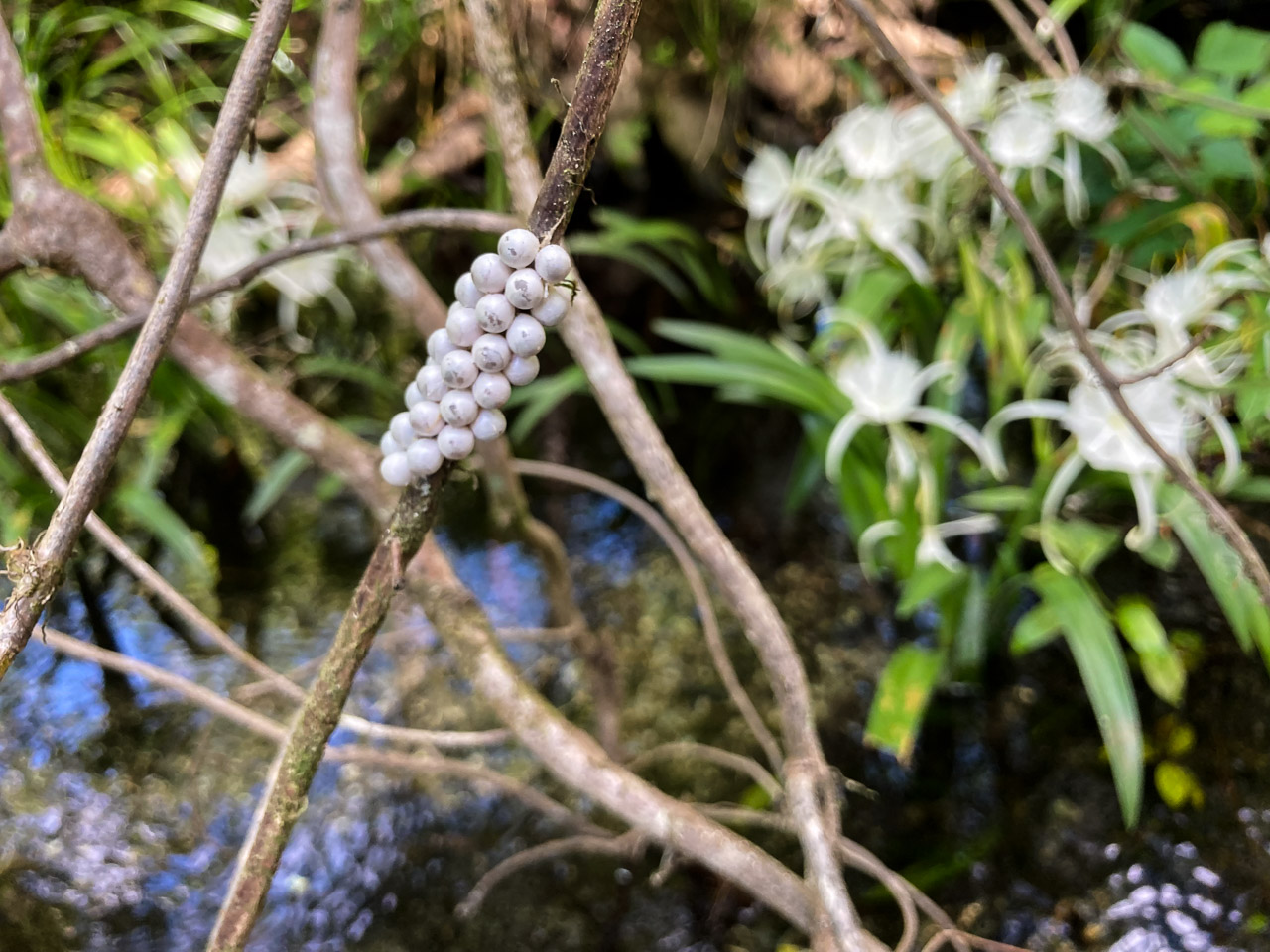 Snail Eggs