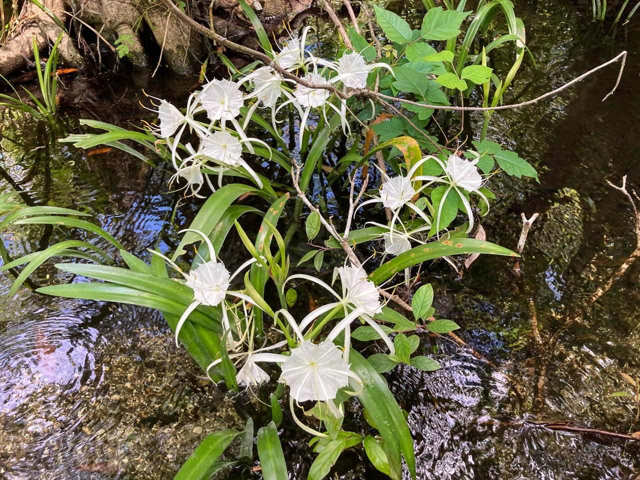 Spider Lilies